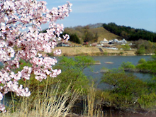 20050429_sakura.jpg