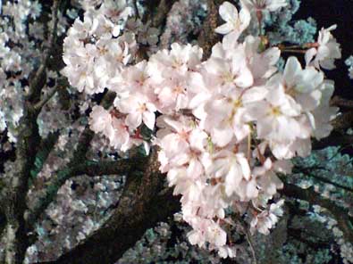 20060422_sakura.jpg