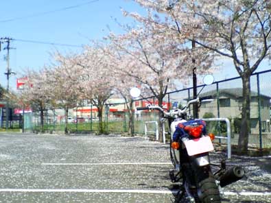 20060428_sakura.jpg