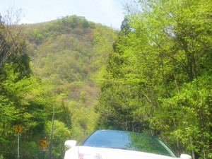 泉ヶ岳の美しい新緑