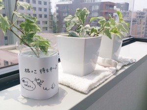 観葉植物を育てる