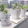 観葉植物を育てる